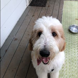 Meet your Posher, Charlotte